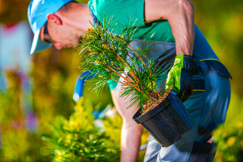 A male volunteer planting a pine tree